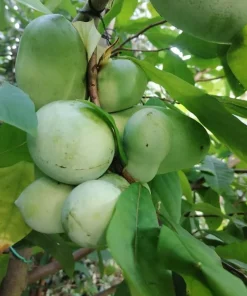 Live Paw Paw Tree Asimina Triloba Plant – Hardy Banana Tree – 6-14 Inches Tall, Quart Pot - Image 5
