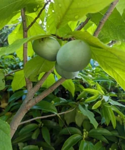 Live Paw Paw Tree Asimina Triloba Plant – Hardy Banana Tree – 6-14 Inches Tall, Quart Pot - Image 6