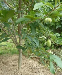Live Paw Paw Tree Asimina Triloba Plant – Hardy Banana Tree – 6-14 Inches Tall, Quart Pot - Image 7