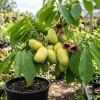Live Paw Paw Tree Asimina Triloba Plant – Hardy Banana Tree – 6-14 Inches Tall, Quart Pot - Image 1