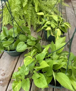 Live Pothos Hanging Basket - Trailing Indoor Houseplant - Image 2