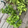 Live Pothos Hanging Basket - Trailing Indoor Houseplant - Image 1