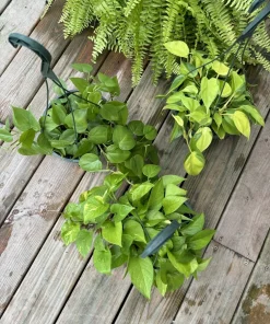 Live Pothos Hanging Basket - Trailing Indoor Houseplant - Image 1