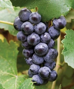 Live Seedless Mars Grape Vine Plant - 1-2 Year Old Well-Rooted Outdoor - Image 2