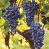 Live Seedless Mars Grape Vine Plant - 1-2 Year Old Well-Rooted Outdoor - Image 1