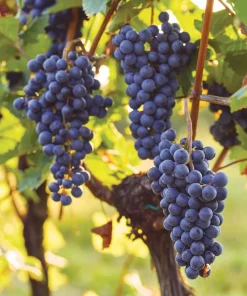 Live Seedless Mars Grape Vine Plant - 1-2 Year Old Well-Rooted Outdoor - Image 1