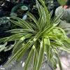 Live Spider Plant – Chlorophytum comosum – Air Purifying Indoor Houseplant - Image 1