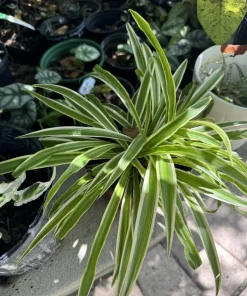 Live Spider Plant – Chlorophytum comosum – Air Purifying Indoor Houseplant - Image 1