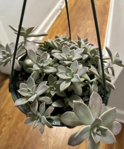 Live Succulent Hanging Basket - Easy Care Trailing Succulent Collection - Image 1