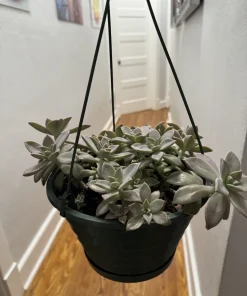Live Succulent Hanging Basket - Easy Care Trailing Succulent Collection - Image 2
