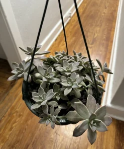 Live Succulent Hanging Basket - Easy Care Trailing Succulent Collection - Image 3