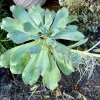 Live Succulent Plants Collection – Easy Care Indoor & Outdoor Succulents - Image 1