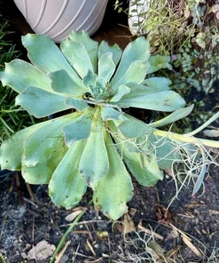 Live Succulent Plants Collection – Easy Care Indoor & Outdoor Succulents - Image 1