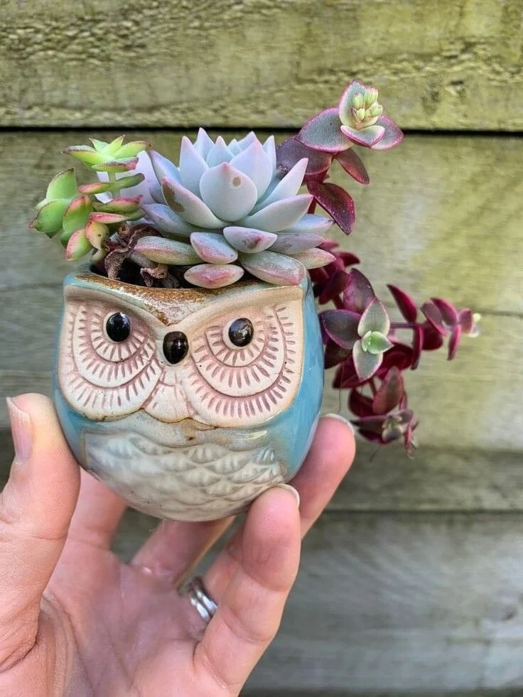 Live Succulent Plants in Owl Planters - Assorted Varieties, Easy Care - Image 10