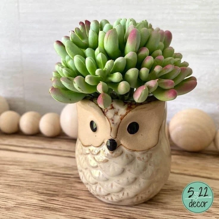 Live Succulent Plants in Owl Planters - Assorted Varieties, Easy Care - Image 11