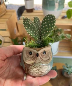 Live Succulent Plants in Owl Planters - Assorted Varieties, Easy Care - Image 12