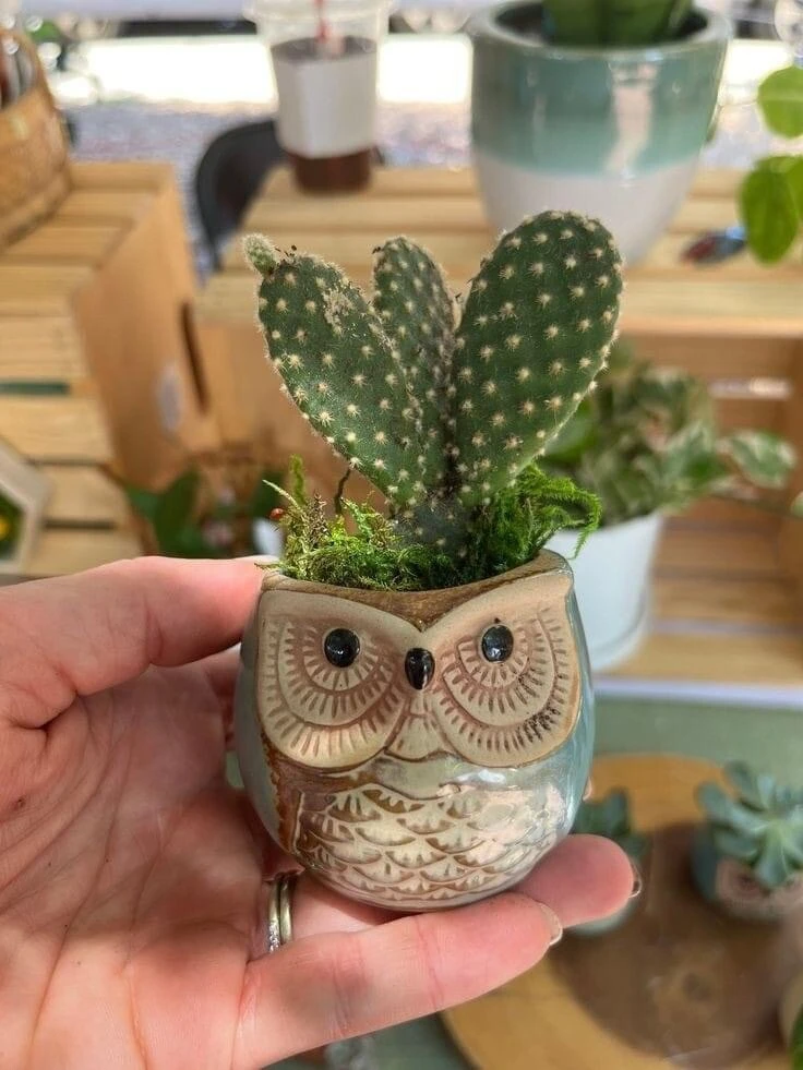 Live Succulent Plants in Owl Planters - Assorted Varieties, Easy Care - Image 12