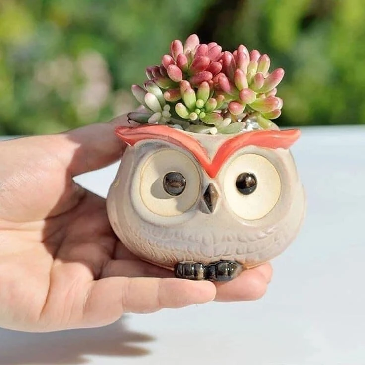 Live Succulent Plants in Owl Planters - Assorted Varieties, Easy Care - Image 13