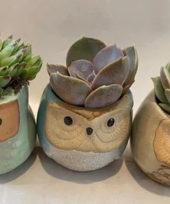 Live Succulent Plants in Owl Planters - Assorted Varieties, Easy Care - Image 2