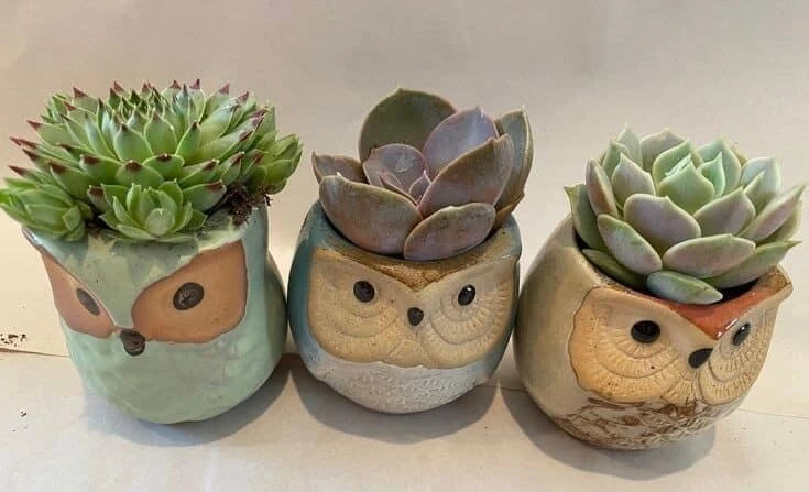 Live Succulent Plants in Owl Planters - Assorted Varieties, Easy Care - Image 2
