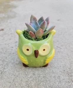 Live Succulent Plants in Owl Planters - Assorted Varieties, Easy Care - Image 3