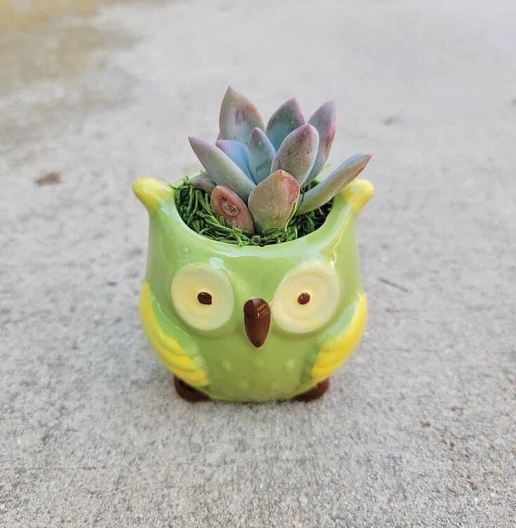 Live Succulent Plants in Owl Planters - Assorted Varieties, Easy Care - Image 3