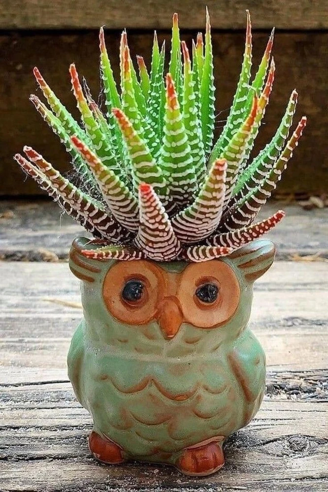 Live Succulent Plants in Owl Planters - Assorted Varieties, Easy Care - Image 4