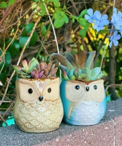 Live Succulent Plants in Owl Planters - Assorted Varieties, Easy Care - Image 5