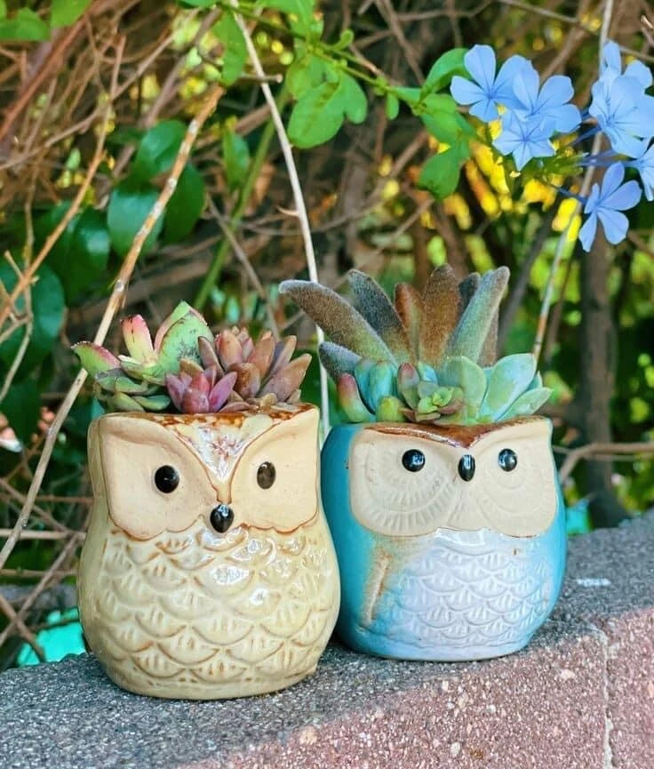 Live Succulent Plants in Owl Planters - Assorted Varieties, Easy Care - Image 5