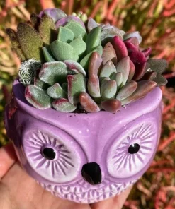 Live Succulent Plants in Owl Planters - Assorted Varieties, Easy Care - Image 6