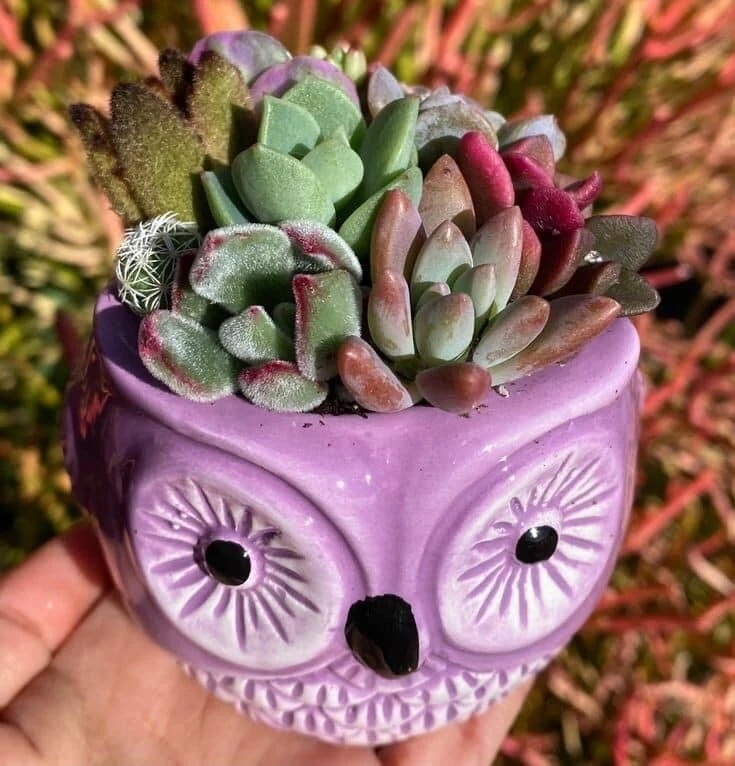 Live Succulent Plants in Owl Planters - Assorted Varieties, Easy Care - Image 6