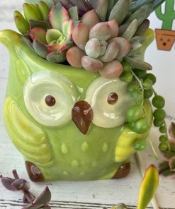 Live Succulent Plants in Owl Planters - Assorted Varieties, Easy Care - Image 7