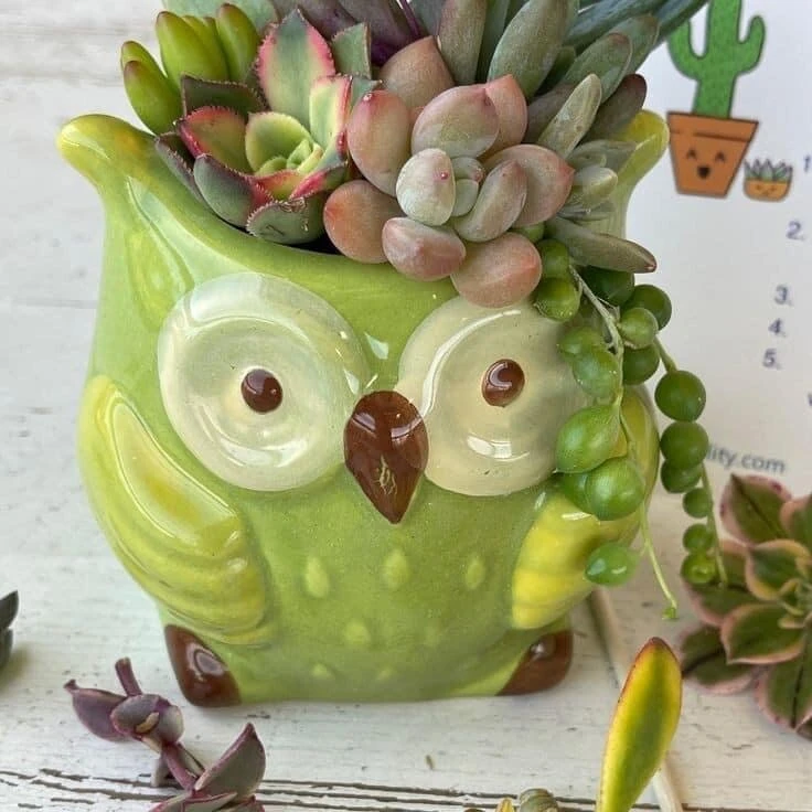 Live Succulent Plants in Owl Planters - Assorted Varieties, Easy Care - Image 7