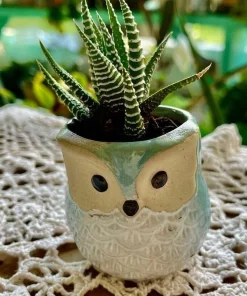 Live Succulent Plants in Owl Planters - Assorted Varieties, Easy Care - Image 8