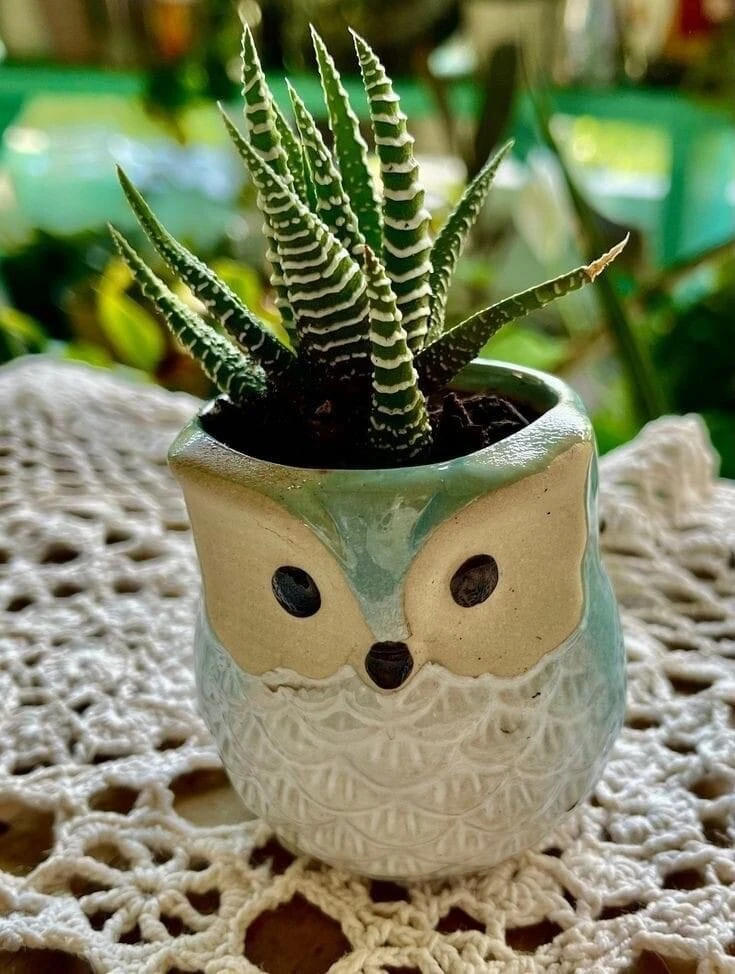 Live Succulent Plants in Owl Planters - Assorted Varieties, Easy Care - Image 8