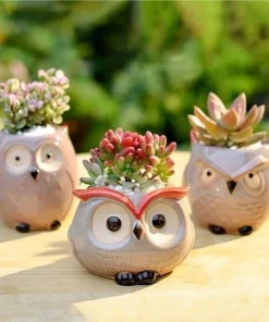 Live Succulent Plants in Owl Planters - Assorted Varieties, Easy Care - Image 9