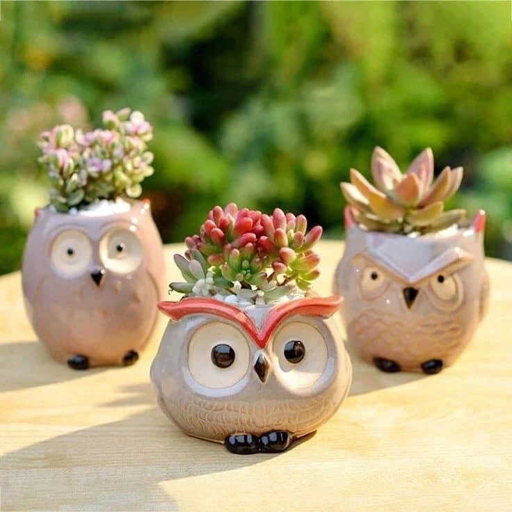 Live Succulent Plants in Owl Planters - Assorted Varieties, Easy Care - Image 9