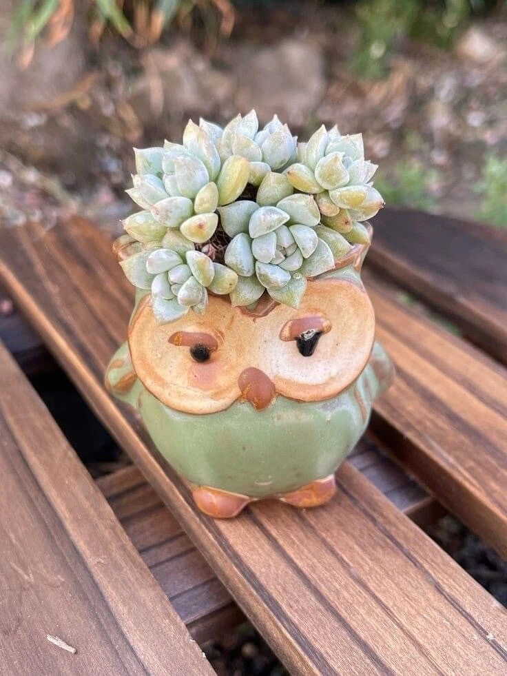 Live Succulent Plants in Owl Planters - Assorted Varieties, Easy Care - Image 1