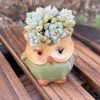 Live Succulent Plants in Owl Planters – Cute Rooted Gift Collection – Potted Houseplants - Image 1
