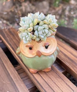 Live Succulent Plants in Owl Planters – Cute Rooted Gift Collection – Potted Houseplants - Image 1