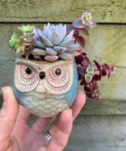 Live Succulent Plants in Owl Planters – Cute Rooted Gift Collection – Potted Houseplants - Image 10