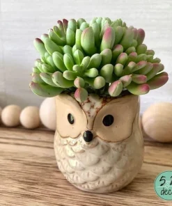 Live Succulent Plants in Owl Planters – Cute Rooted Gift Collection – Potted Houseplants - Image 11