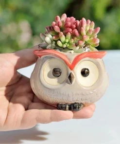 Live Succulent Plants in Owl Planters – Cute Rooted Gift Collection – Potted Houseplants - Image 13