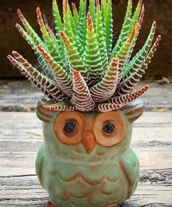 Live Succulent Plants in Owl Planters – Cute Rooted Gift Collection – Potted Houseplants - Image 4