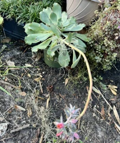 Live Succulent Plants - Rooted, Assorted Varieties, Easy Care - Image 3