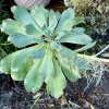 Live Succulent Plants - Rooted, Assorted Varieties, Easy Care - Image 1