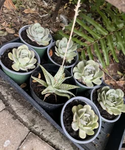 Live Succulents Assortment - Rooted Houseplants & Cacti - Image 2