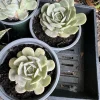 Live Succulents Assortment - Rooted Houseplants & Cacti - Image 1