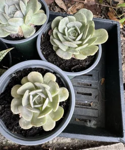 Live Succulents Assortment - Rooted Houseplants & Cacti - Image 1