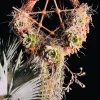 Live Succulents in Dream Catcher Wood Stand - Unique Tabletop Decor - Image 1